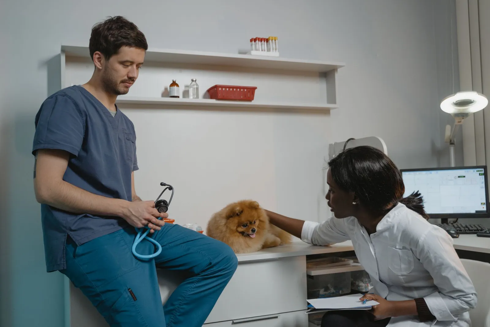 A veterinarian and a colleague with a Pomeranian on the exam counter, a clinic computer on the desk beside them.